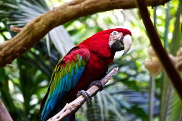 Squawk Box