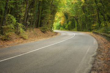 Road and autumn forest