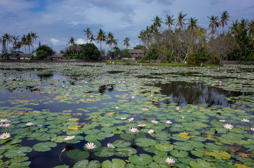 A lotus garden in Candidasa area in Bali, Indonesia