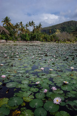 A lotus garden in Candidasa area in Bali, Indonesia