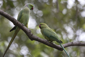 male and female rose-ringed parakeet who perform marriage dances near hollows in a tree