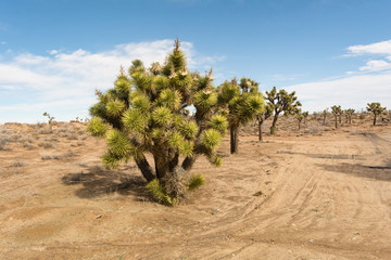 Joshua Trees 3