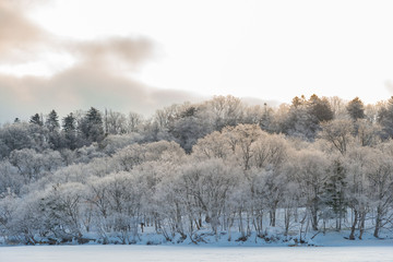 北海道の雪景色 Wall Mural Wallpaper Murals Wallsheaven Kei U