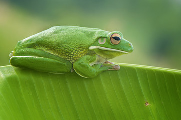 Tree Frog Whitelips