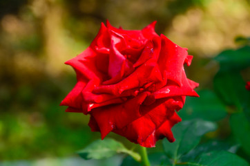 Organic food (Organic Food) is a well known and popular choice in a circle of people who particularly in foreign countries.