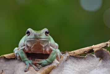Frog in new styles