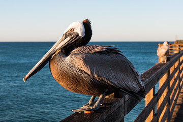 A California brown pelican (Pelecanus occidentalis californicus) on the Oceanside pier at dawn in San Diego, California.