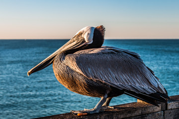 Side profile of a California brown pelican (Pelecanus occidentalis californicus) on the Oceanside...
