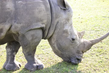 Foto op Plexiglas Grazing Rhinocerous close-up © df2k2