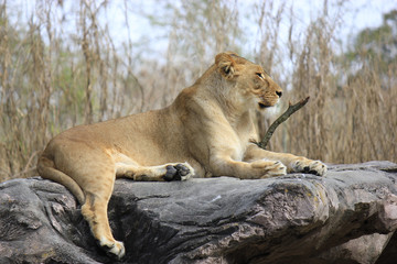 Lion relaxing on stone in captivity