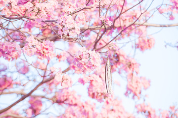 Pink flower Chompoo Pantip ,Pink trumpet tree in Thailand at Kasetsart University Kamphaeng Saen