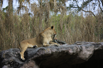 Fototapeta na wymiar Lion relaxing on stone in captivity looking away