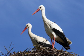 Fototapeta premium Stork / Ciconia ciconia