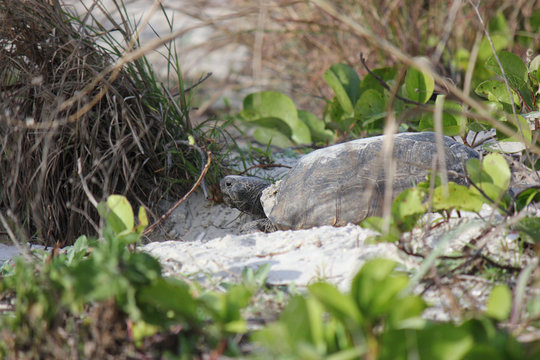 Gopher Tortoise Digging Out Hole In Florida Park