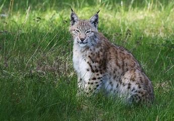 Lynx / Lynx lynx