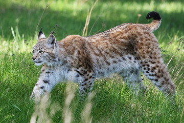 Lynx / Lynx lynx / Luchs