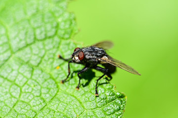 Fly (Sarcophaga) on a green leaf