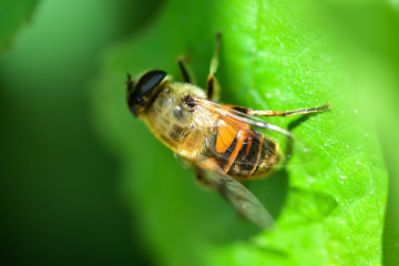 A bee sitting on a green leaf