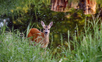 Deer / Capreolus capreolus © Marc Scharping
