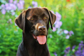 Labrador