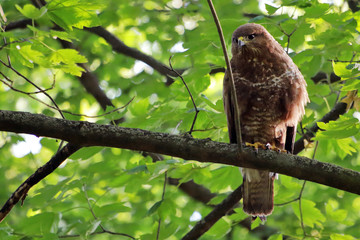 Buzzard  / Buteo buteo