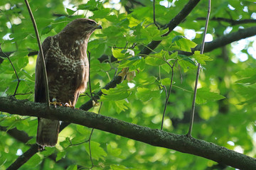 Buzzard  / Buteo buteo