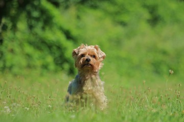 Yorkshire Terrier