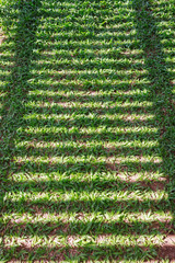 Reflection of sunlight