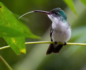 Andean green hummingbird with tongue out, Mindo, Ecuador