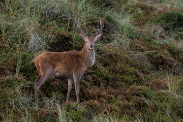 Deer / Cervus elaphus