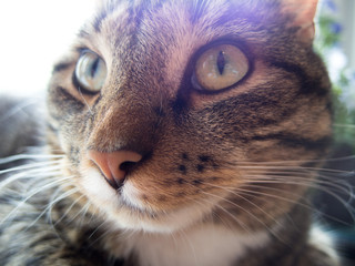 Cat Close Up