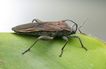 Beetles
