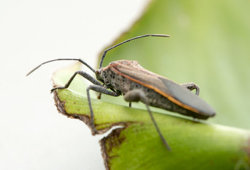 Beetles