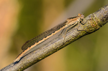 Dragonfly of sympecma paedisca sits on a branch of a tree with folded mesh wings