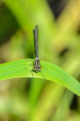 Graceful thin dragonfly with blue wings sits on a leaf of grass