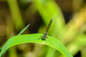 Graceful thin dragonfly with blue wings sits on a leaf of grass