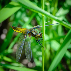 Large dragonfly with a yellow belly sits on a grass stalk