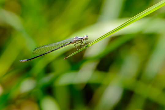 Graceful thin dragonfly with blue wings sits on a leaf of grass