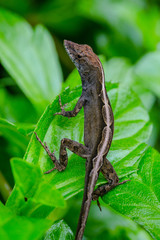 Close up of Geco on Green Leaves Plant 