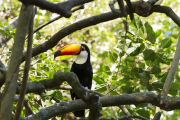 Toco Toucan. © Pedro Moraes
