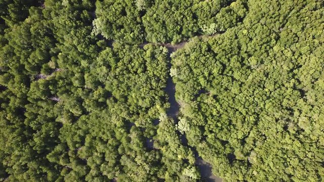 Mangrove forest aerial view