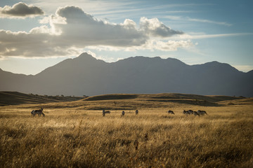 Mountain Plains Antelope