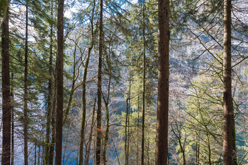 Fototapeta premium Forest and paths near Lake Konigssee. Bavaria. Germany