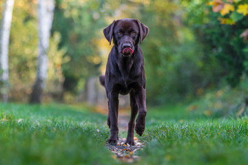 Labrador