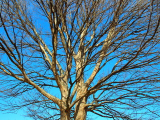 枯れ木と青空