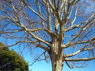 早春の枯れ木と青空