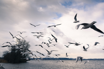 Seagulls on Lake Chiemsee. Bavaria. Germany