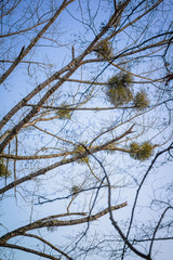 Abstract picture, branches on the sky background in the park on Lake Chiemsee. Prien am Chiemsee.Bavaria. Germany