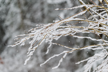 Winter Forest.The Bavarian Alps.Germany