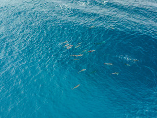 Naklejka premium Many Dolphins Swimming in Ocean Drone View